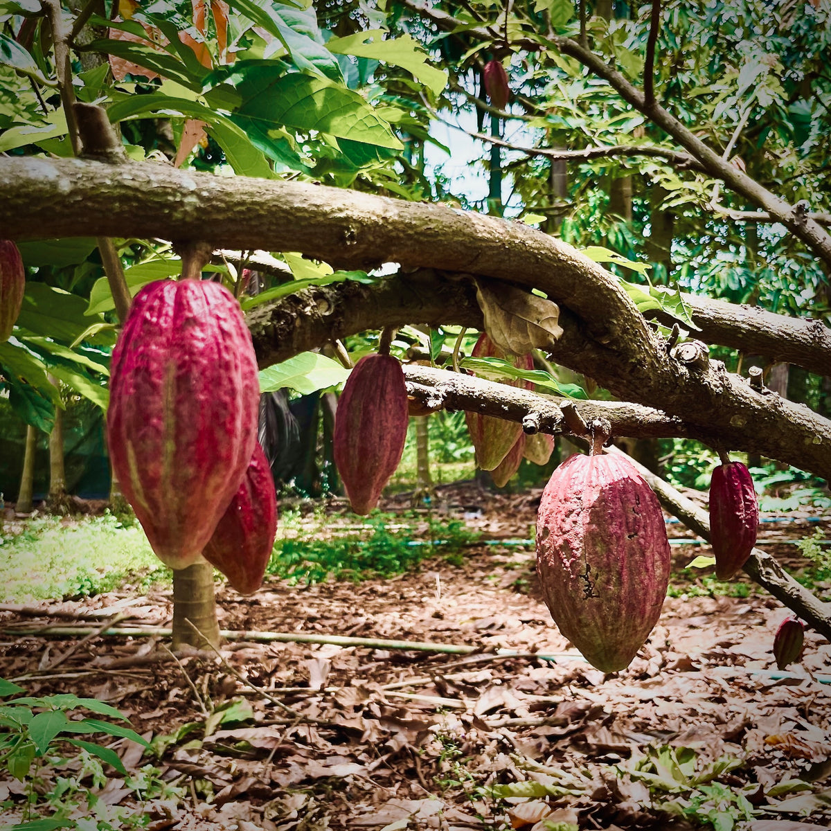 SINGLE NOTE ｜ Cacao | MAWSIM CRAFTED GIN ＆ PEPPER | ONLINE SHOP
