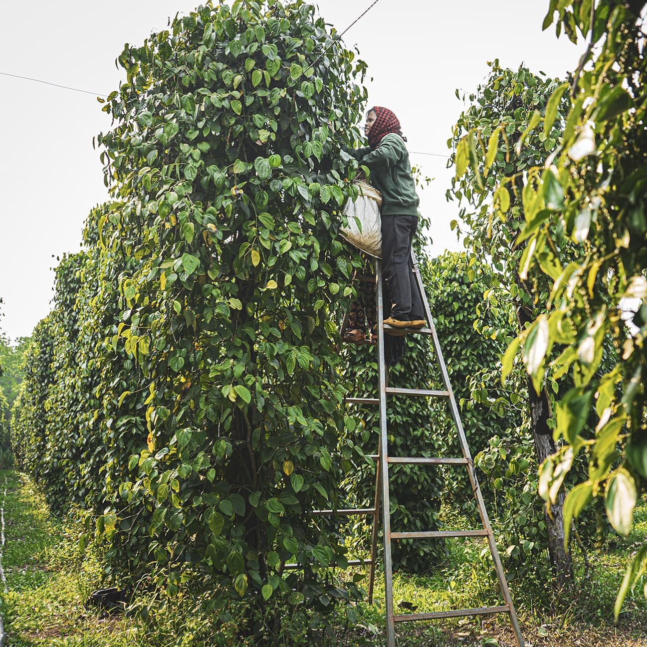 MAWSIM PEPPER BLACK