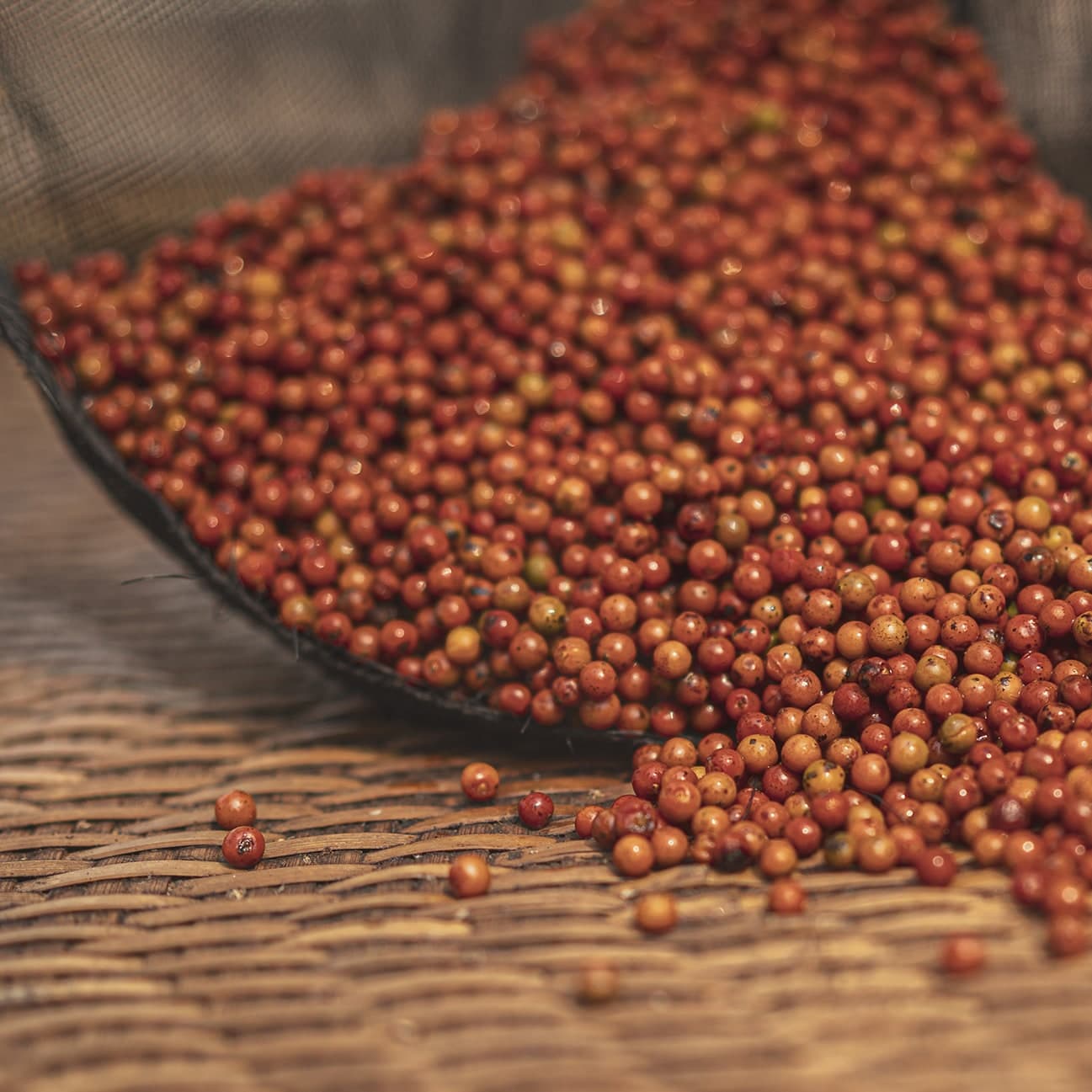MAWSIM PEPPER RED