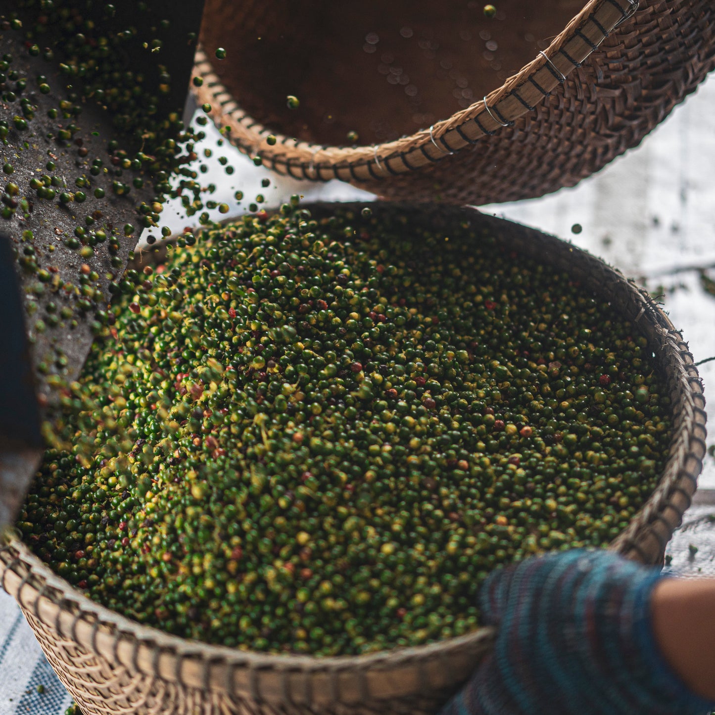 
                  
                    BOTANICALS｜Pepper Black
                  
                