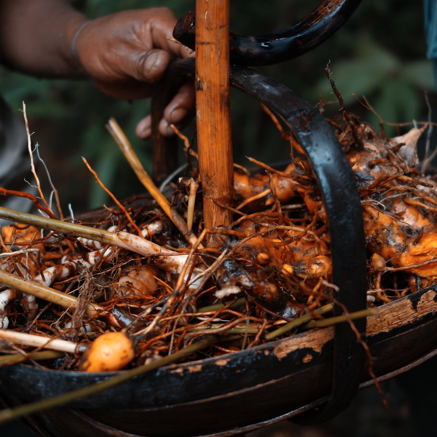 
                  
                    GIN｜Spices & Herbs Jungle
                  
                