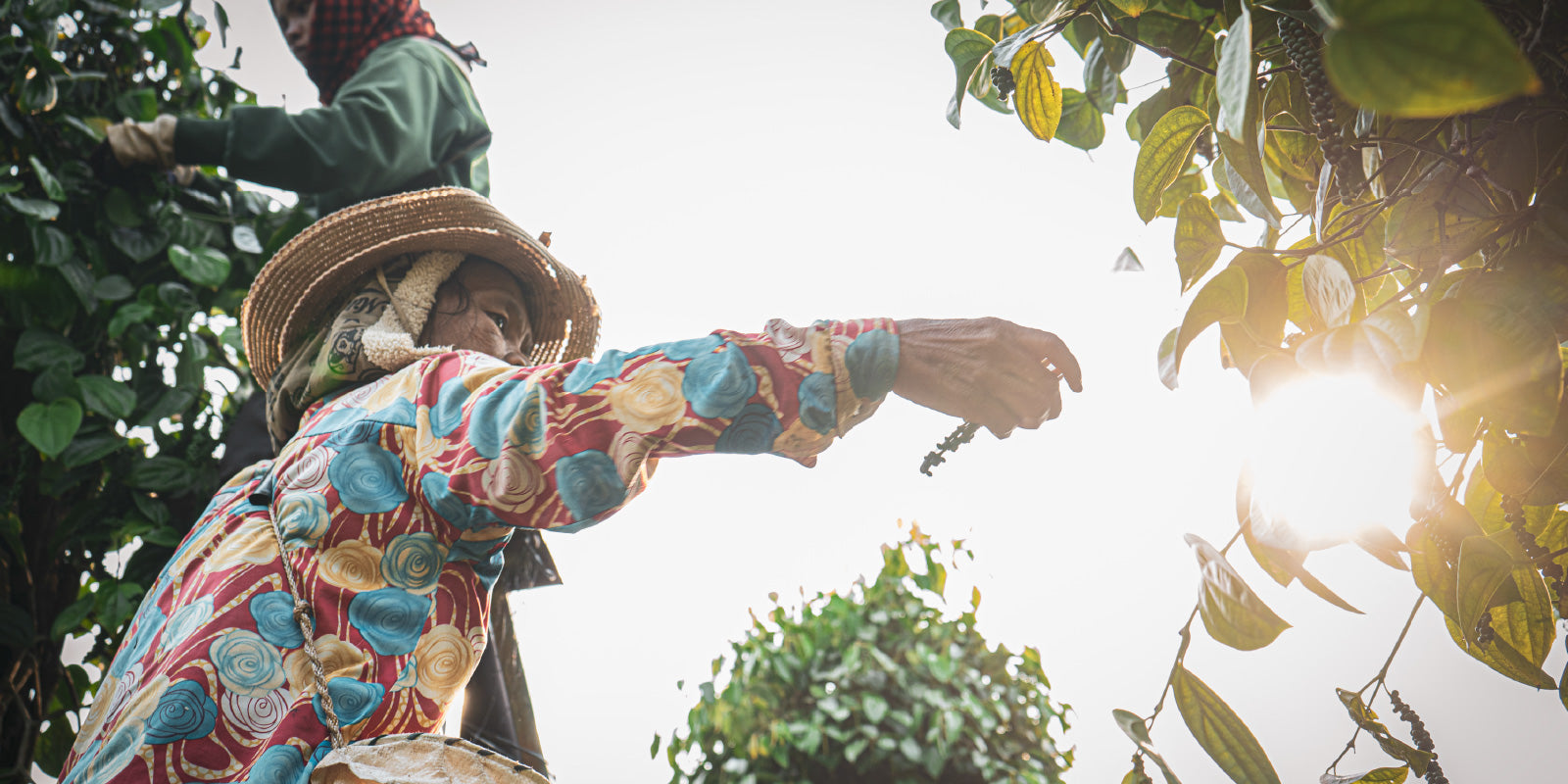 FAIR & DIRECT: OUR PEPPER PARTNERSHIPのイメージ画像