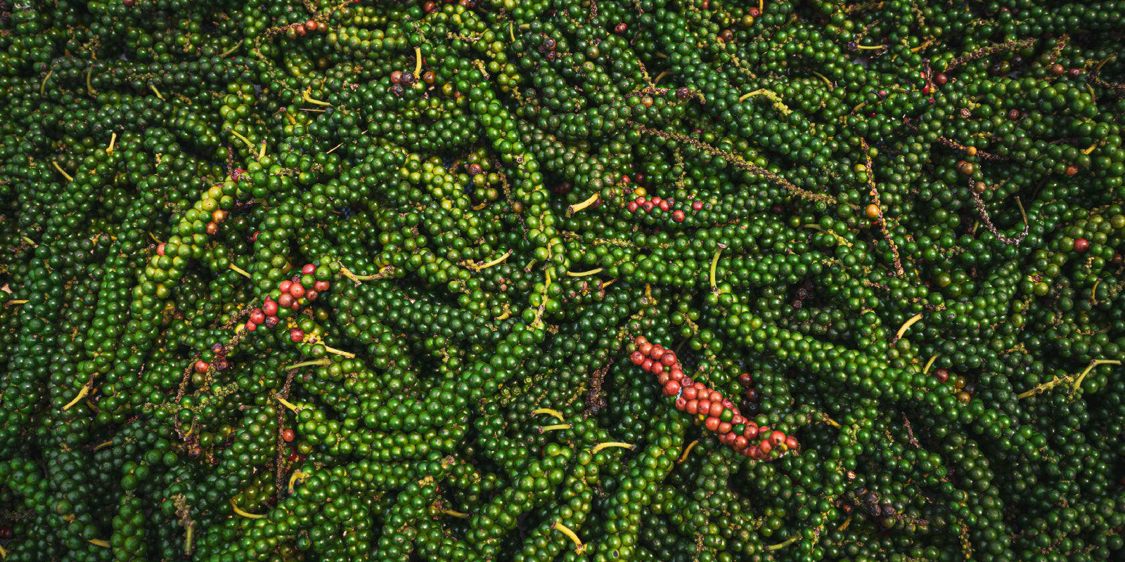 100% オーガニックのイメージ画像